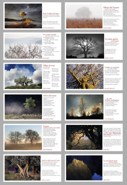 Arbres : Portfolio de 12 cartes photo / poésie - Image 2