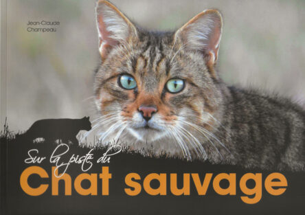 Sur la piste du Chat sauvage